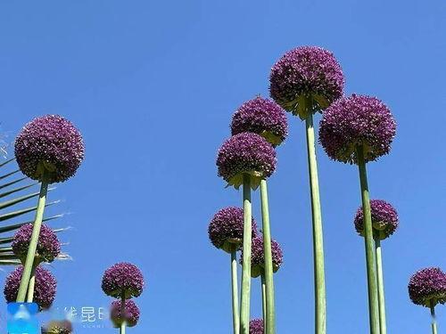 杨葱葱在线视频,揭秘生活小技巧，轻松提升生活品质