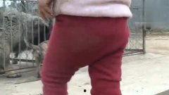 黄虎在线视频,揭秘网络红人的崛起之路