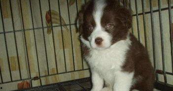 边牧智商在线视频,视频解析边牧智慧风采