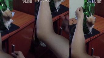 受虐sM在线视频