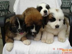 人与狗的aaa在线视频,温馨互动，共度美好时光